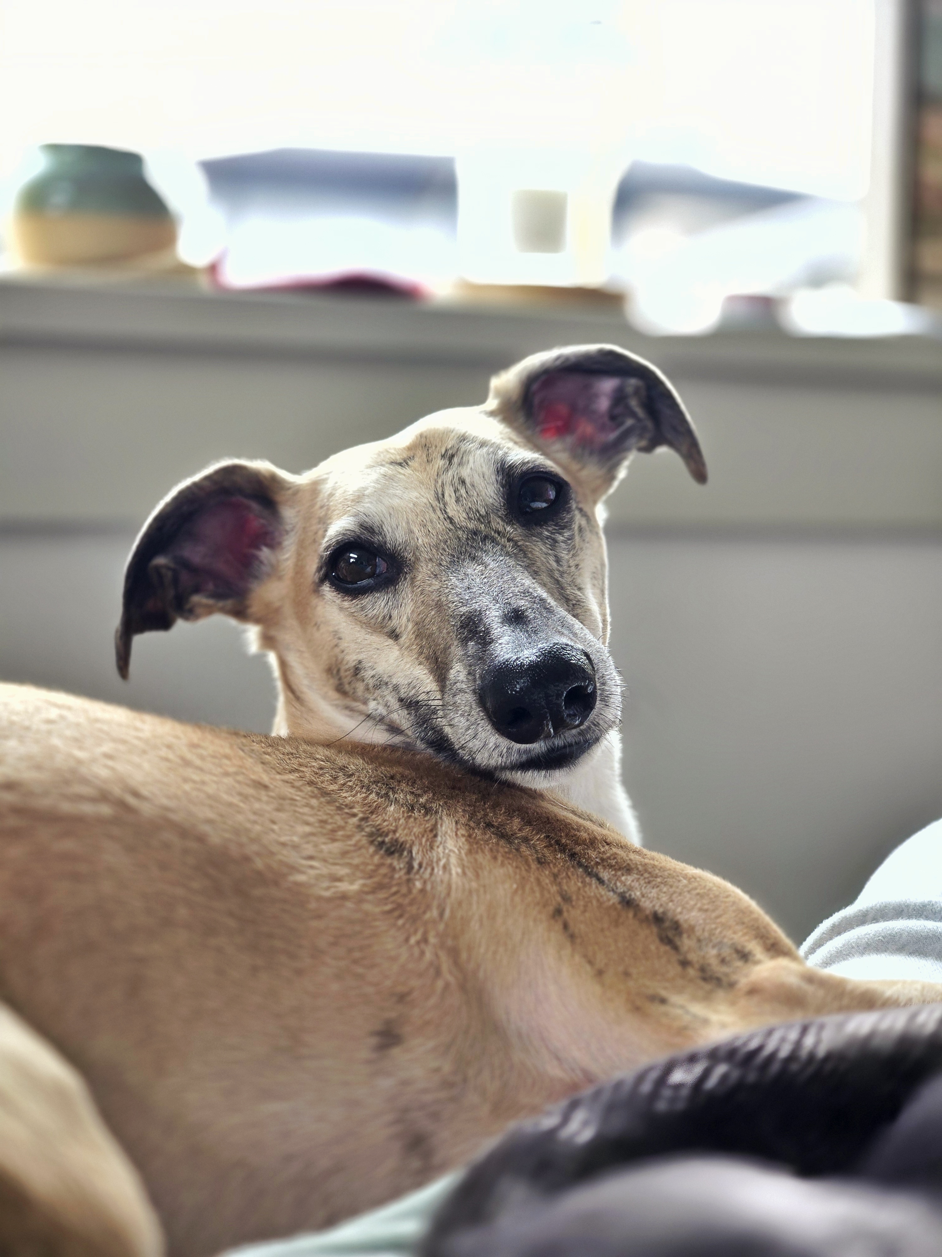 Derrick's greyhound resting his head on the couch, the inspiration for the company name